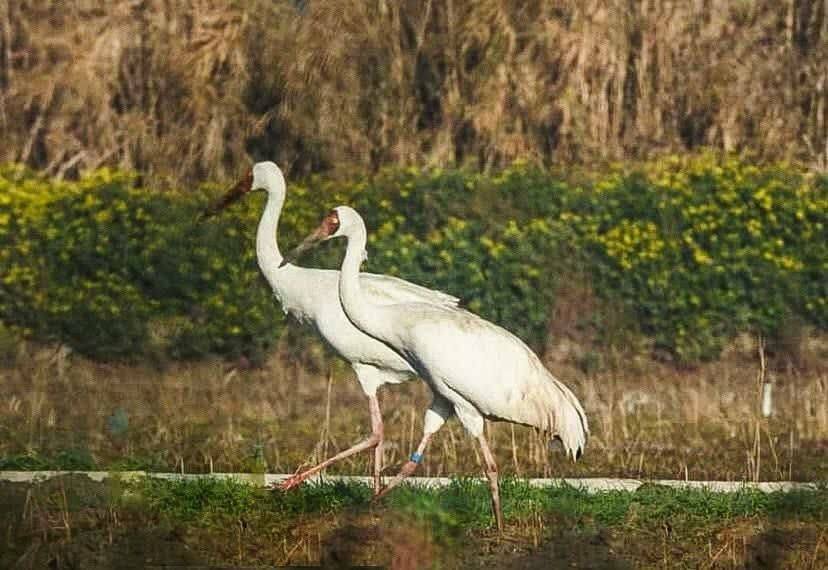 «رویا» با «امید»سفر نکرد/ درناهای سیبری به توافق نرسیدند