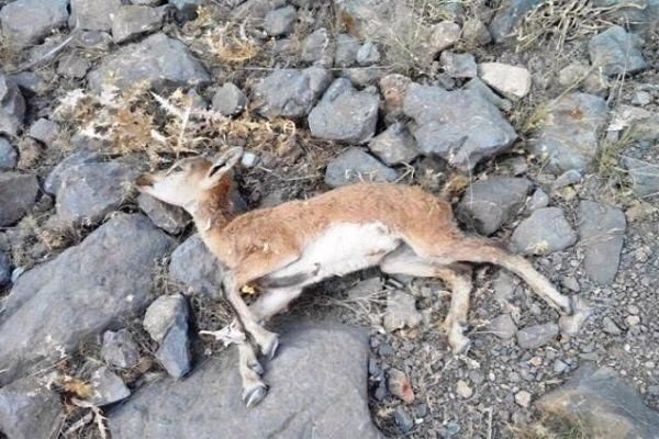 ریشهکنی طاعون حیات وحش نیازمند حمایت دولت است