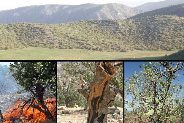 ریههای ایران نفس ندارد/ زاگرس «بیهنارس»!