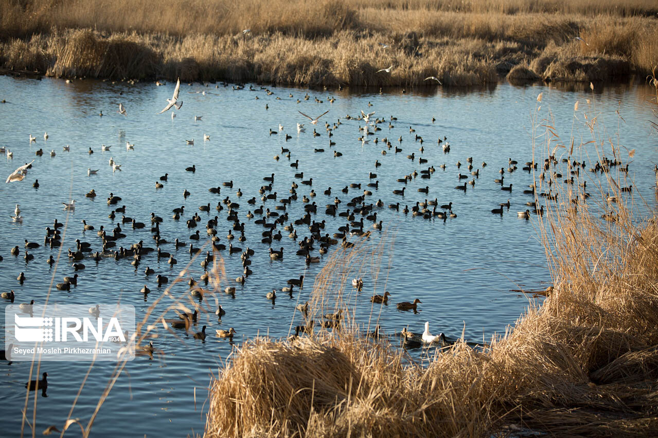 زریبار را دریابیم