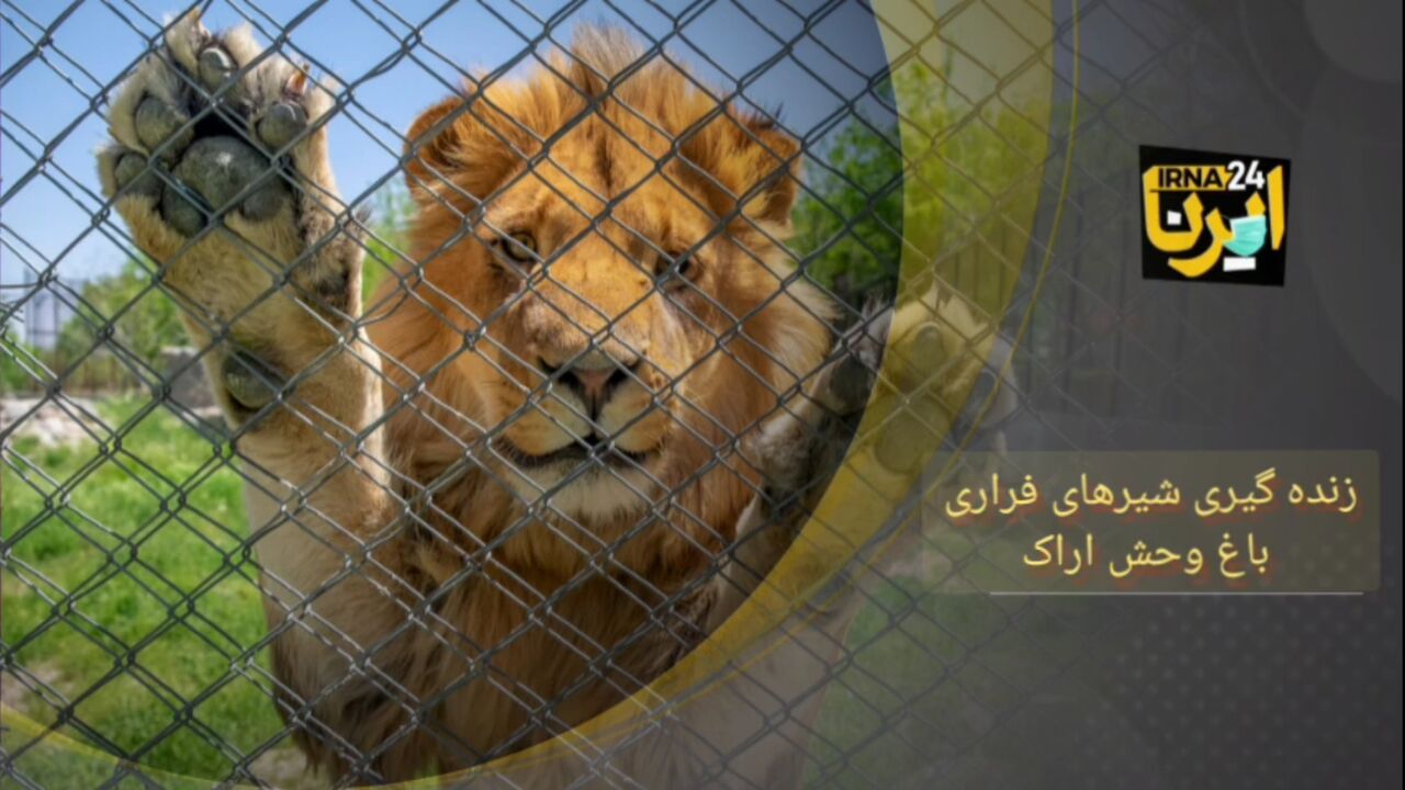 زندهگیری شیرهای فراری باغ وحش اراک