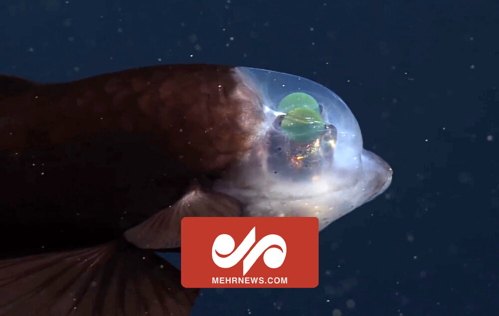 زیبایی وصف‌نشدنی خلقت خداوند در اعماق دریا