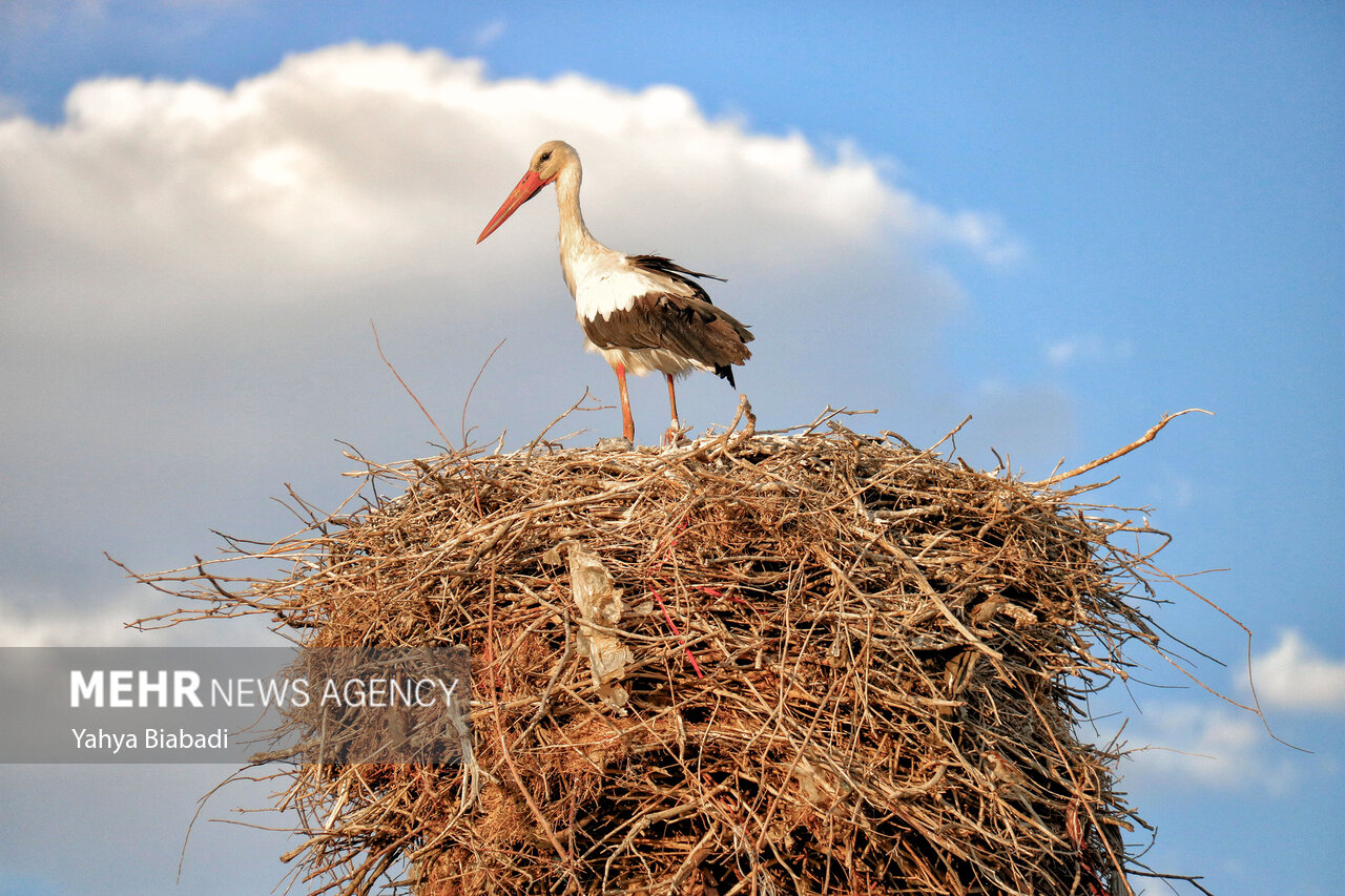 زیستگاه لک‌لک‌ها در کردستان ثبت ملی شد