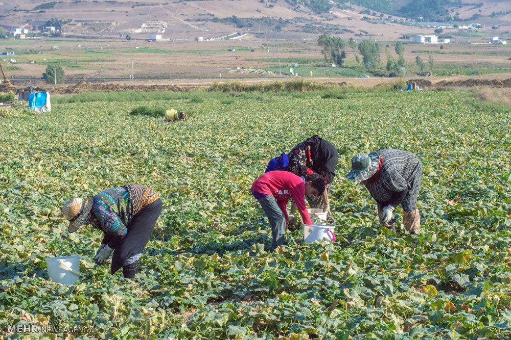 سارق باغات و مزارع خاورشهر در دام پلیس