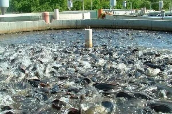 سالانه بیش از ۷ میلیون قطعه انواع ماهیان زینتی تجاری در آذربایجان غربی تولید میشود