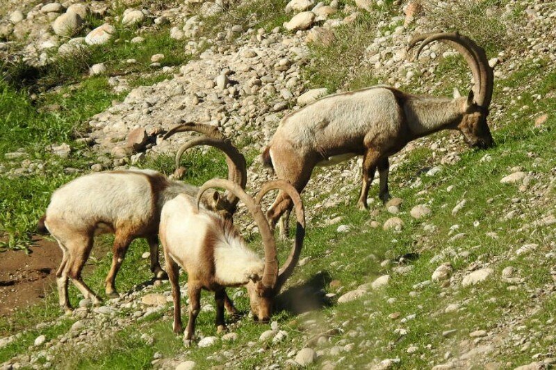 سرشماری وحوش مناطق حفاظتشده در خوزستان پایان یافت