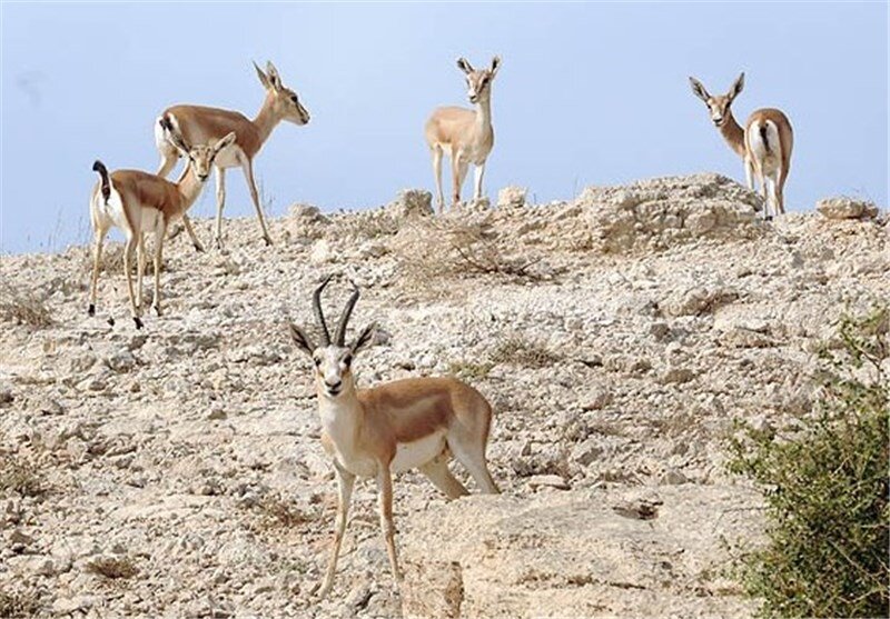 سرشماری پستانداران شاخص منطقه حفاظت شده سقز آغاز شد