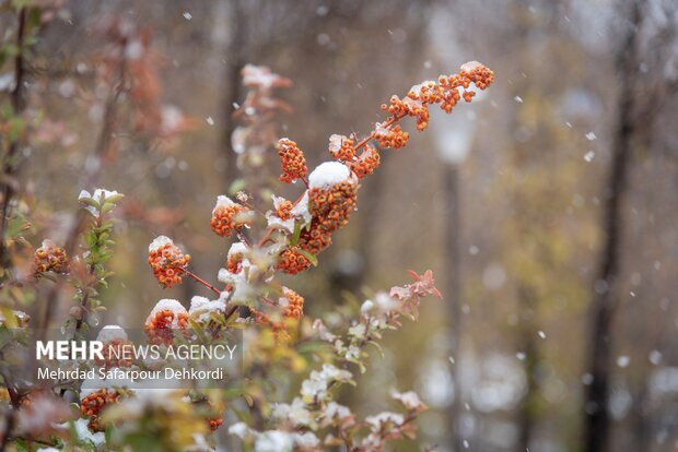 سرما و سیل ۱۶ همت به بخش کشاورزی آذربایجان‌ غربی خسارت زد