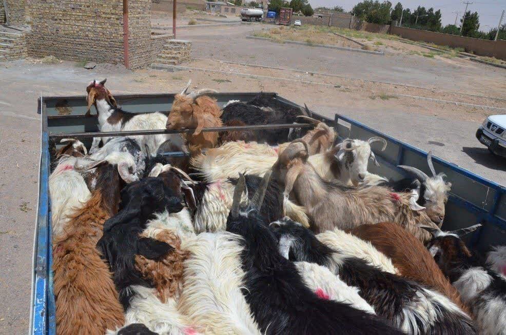 سرهنگ شیری: ۷۲ راس دام قاچاق در مرز سردشت کشف شد