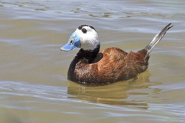 سلیمانی: غازهای پیشانی سفید کوچک وارد تالاب کانی‌برازان مهاباد شدند