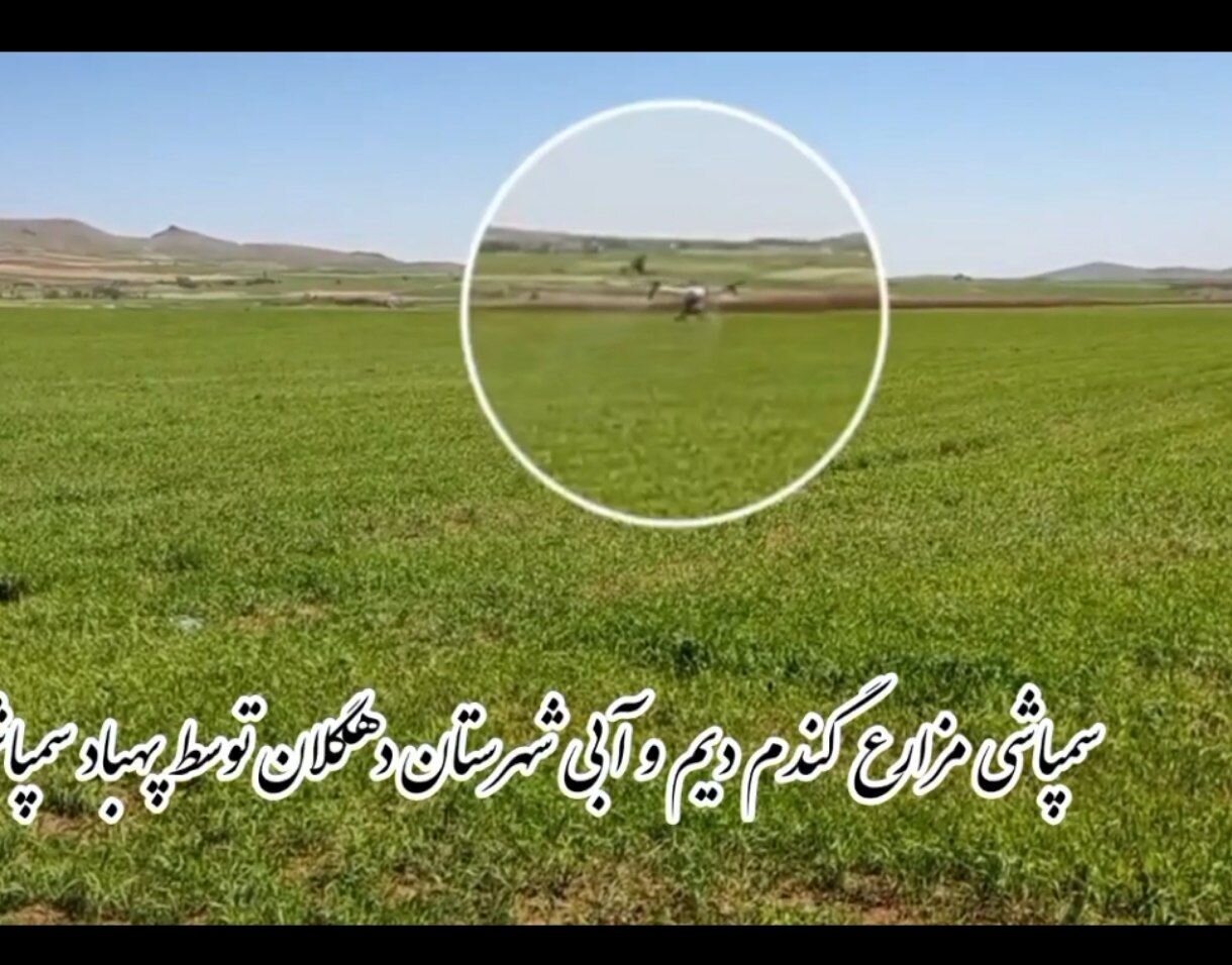 سم‌پاشی مزارع گندم در دهگلان