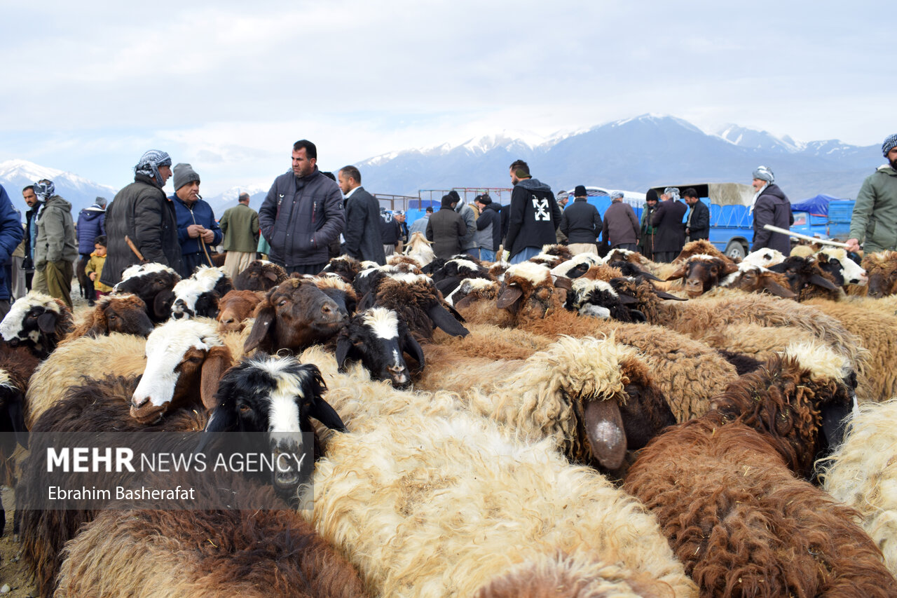 سه شنبه بازارهای اشنویه