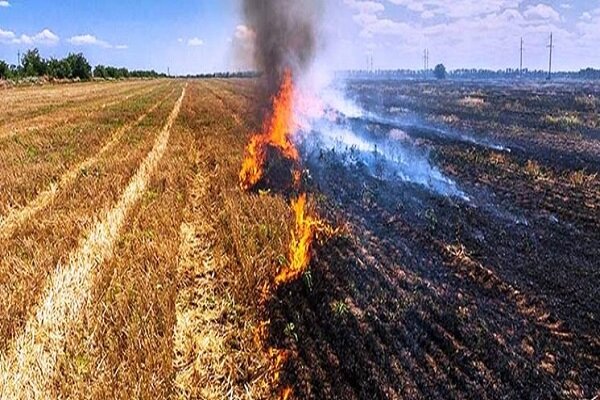 سوزاندن بقایای کشاورزی پس از برداشت ممنوع است