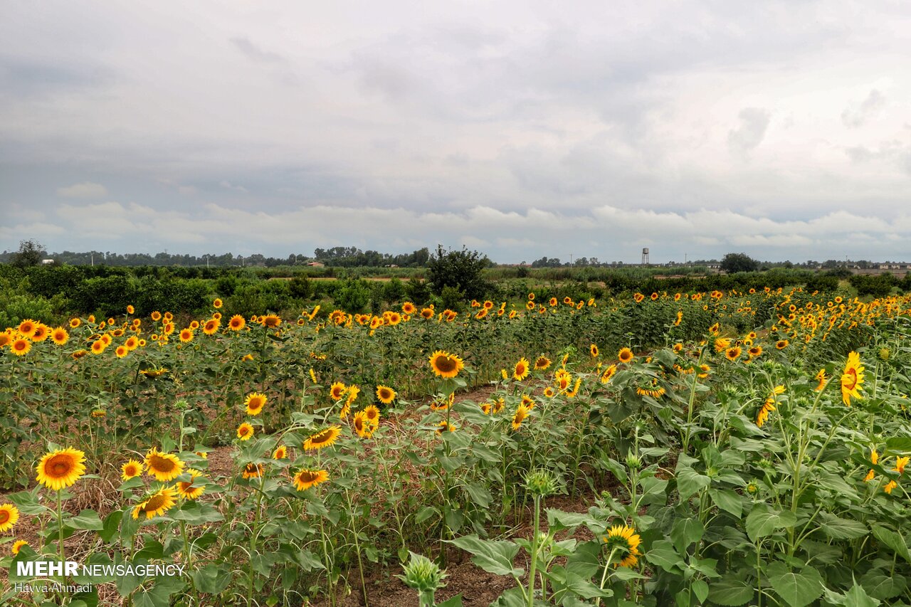 سومین سمپوزیوم گردشگری و سرمایه‌گذاری سبز برگزار
می‌شود