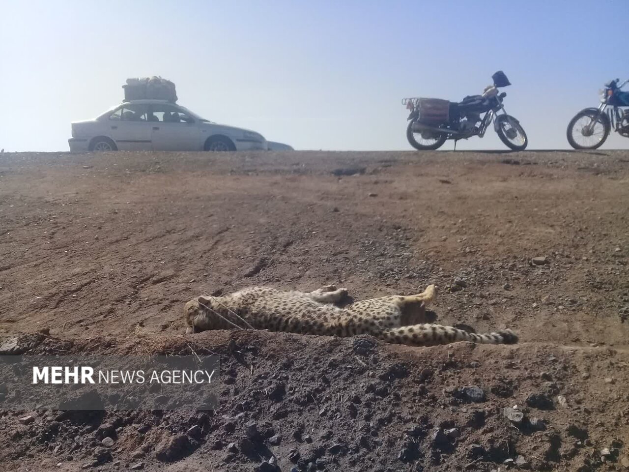 سپر حفاظتی یوزپلنگ ایرانی از تصادفات جاده‌ای پیشنهادشد
