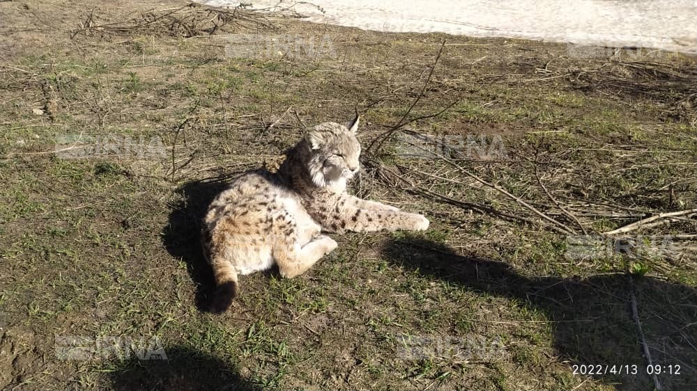 سیاه‌گوش مجروح برای درمان از منطقه حفاظت شده آق‌داغ به اردبیل منتقل شد