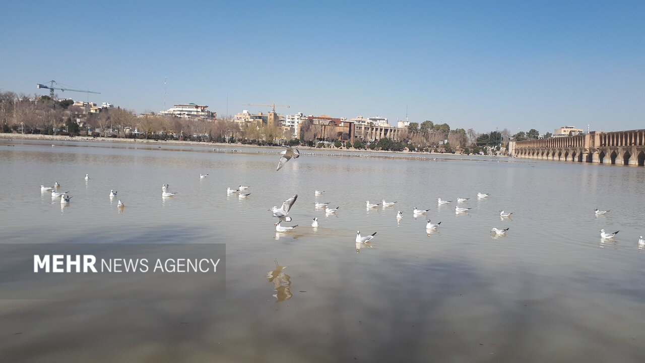شمار پرندگان مهاجر در زایندهرود به کمتر از ۱۰۰۰ قطعه
رسید