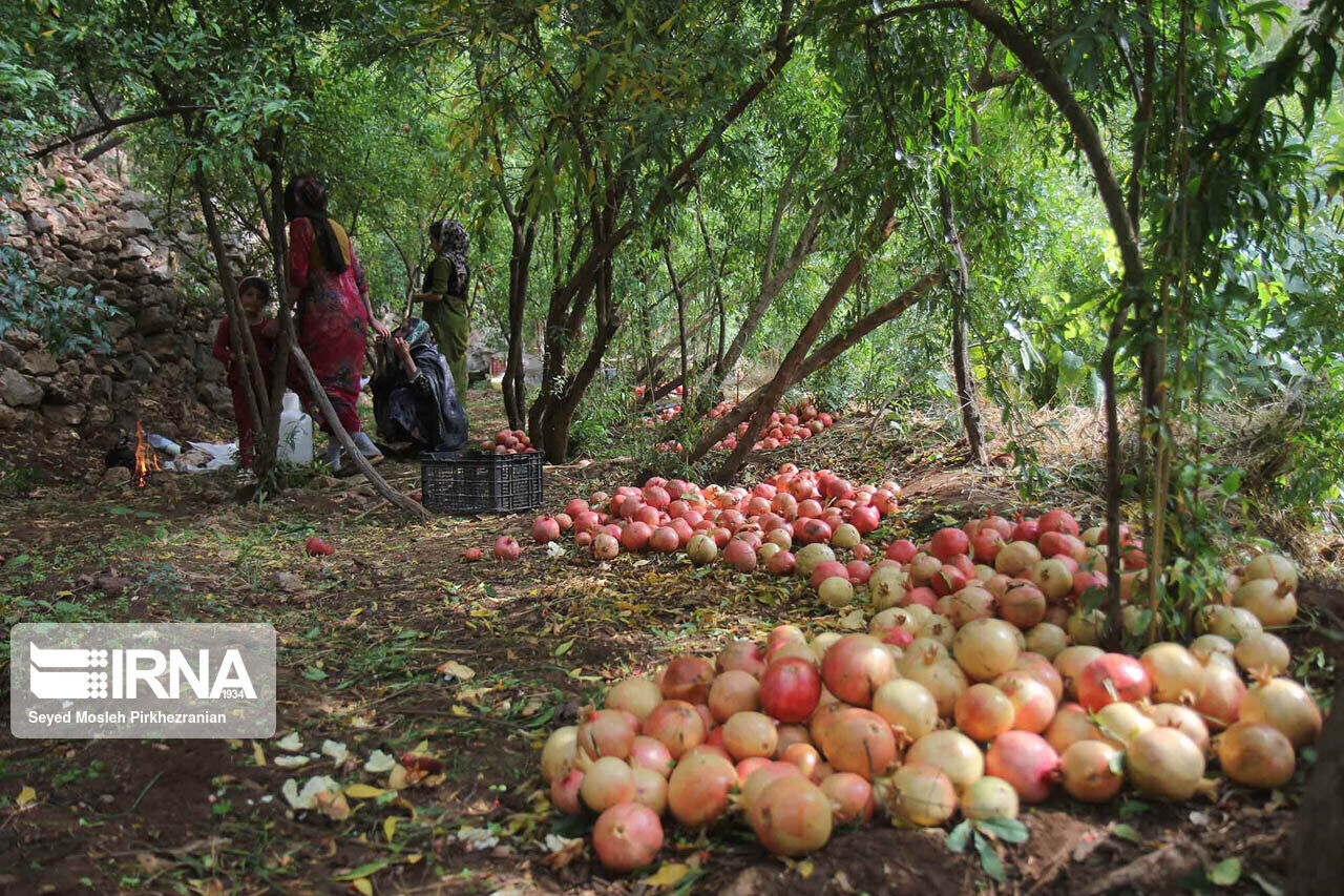 شناسنامه دار کردن باغهای کردستان ضروری است