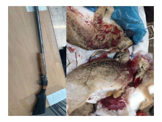 شکارچی متخلف بیجاری به دام افتاد؛ سلاح ضبط و مجوز باطل شد