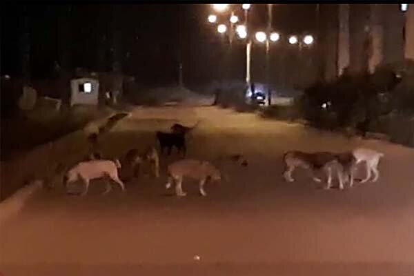 شکایت شهروند سنندجی از شهرداری به دلیل حمله سگ های ولگرد به همسرش