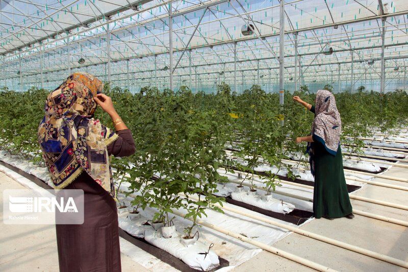 شکوفایی استعداد کارآفرینی زنان جویباری با حمایتهای بیدریغ دولت