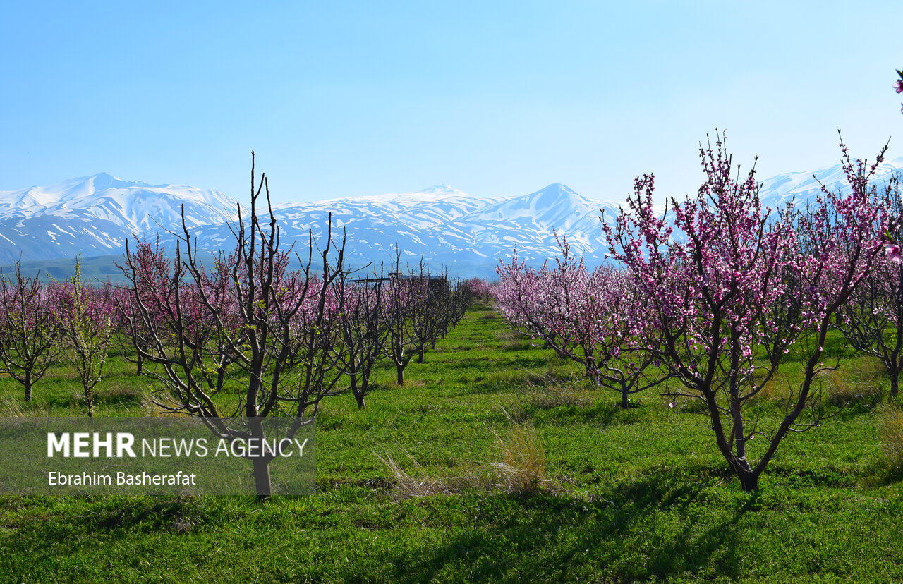شکوفههای بهاری اشنویه