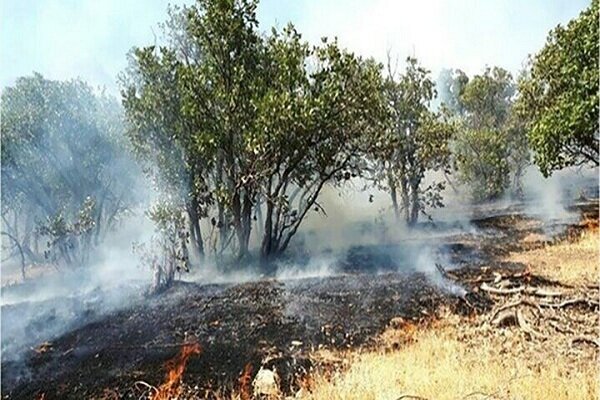 شیرپنجه: آتش‌سوزی در حریم پارک ملی دریاچه ارومیه مهار شد