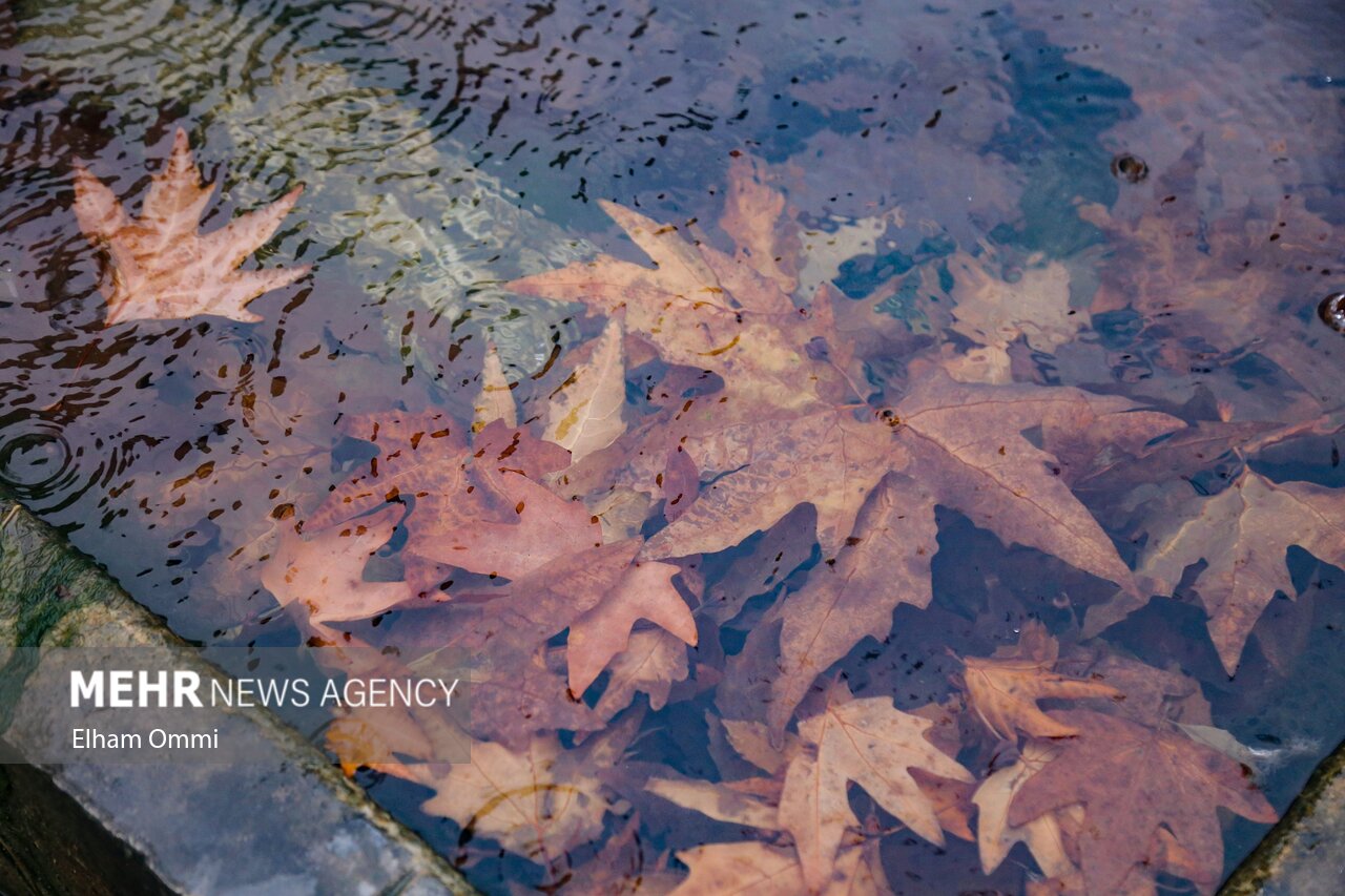 صابری:بیشترین بارش با ۱۱۵.۹ میلیمتر در سردشت ثبت شد