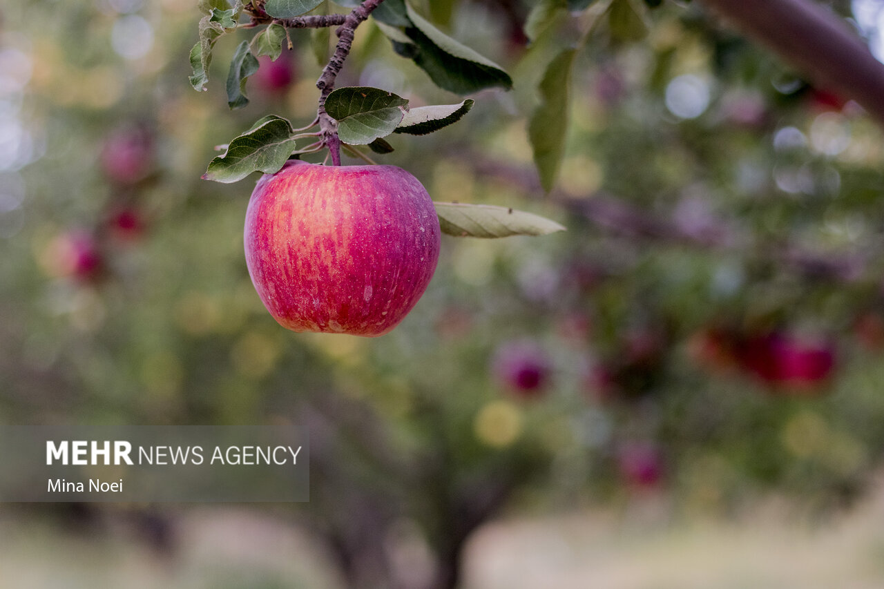 صادرات ۱۵۰ هزارتن سیب با تعرفه صفر در کشور از اواخر اردیبهشت ماه
