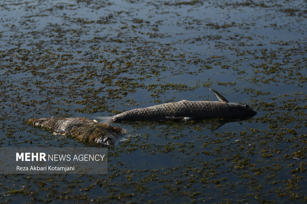 صدها قطعه ماهی در زرینه رود میاندوآب تلف شدند