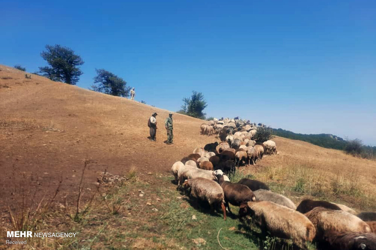 ضربالاجل ابطال پروانه بهرهبرداری به مرتعداران اردبیل