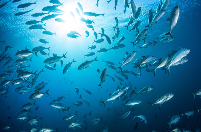 ضرورت پیاده‌سازی خط‌مشی بنیادی در بهره‌برداری از دریاها