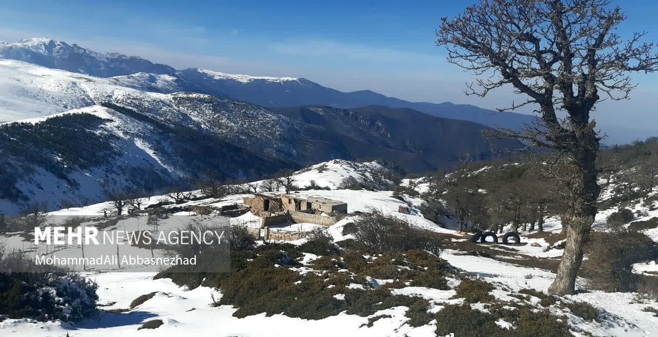 طبیعت برفی جنگل ابر شاهرود و اسب‌های وحشی