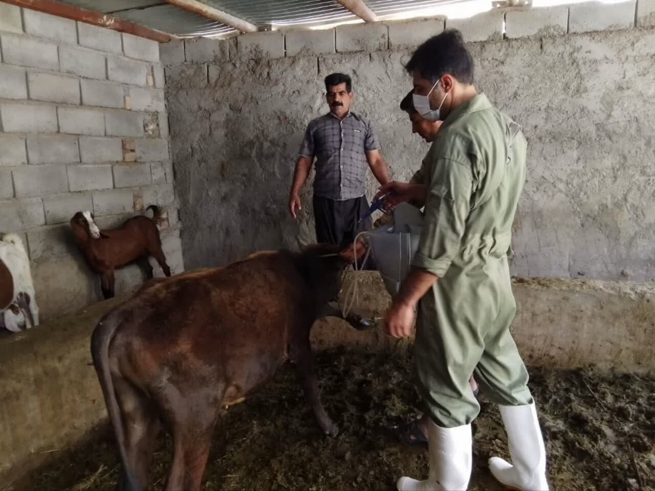 طرح مایه کوبی برعلیه بیماری تب برفکی در آذربایجان غربی آغاز شد