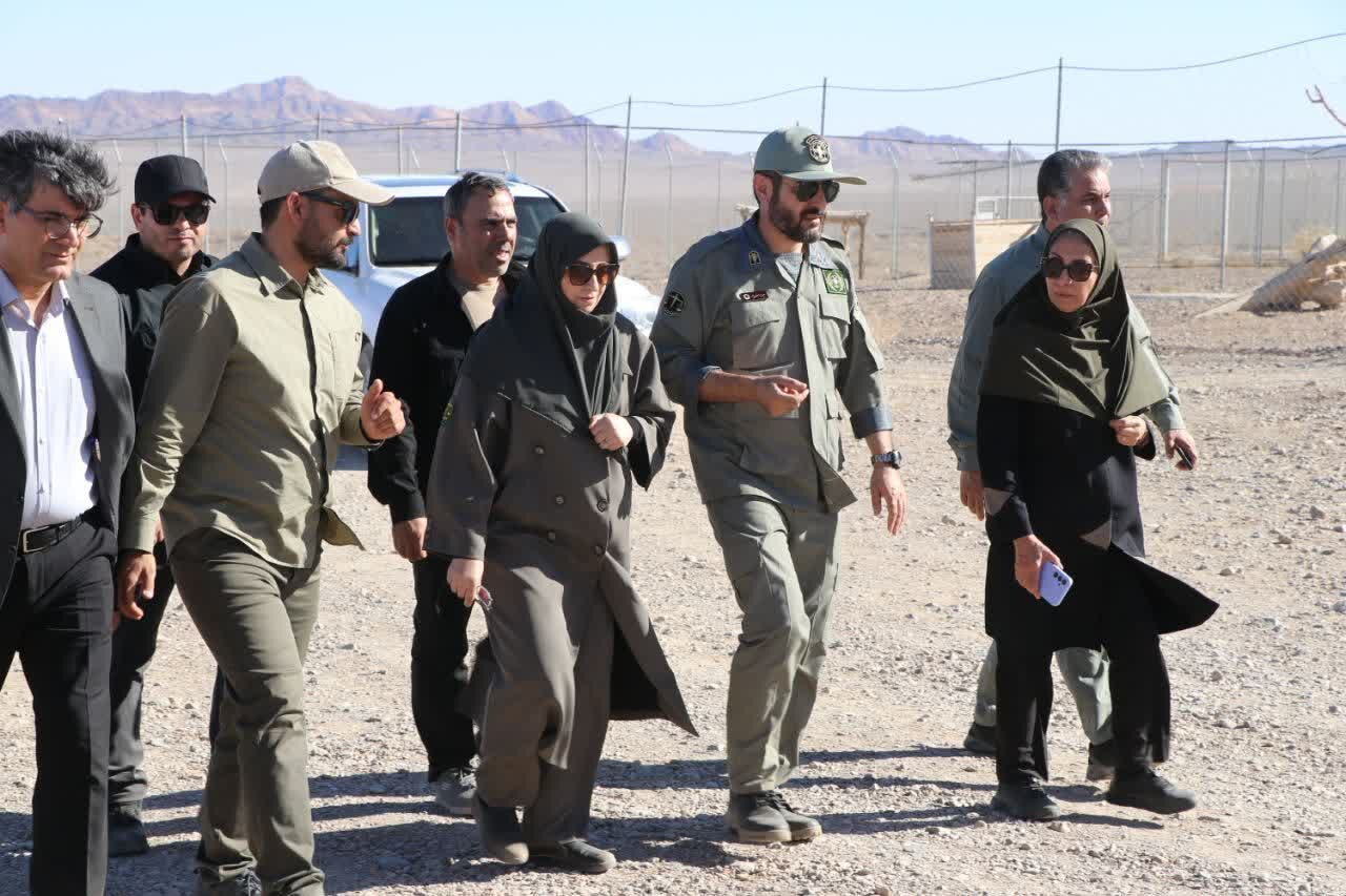 «طعمه، آب و ایمنی» کلید نجات یوزپلنگ؛ تقویت زنجیره غذایی توران شاهرود