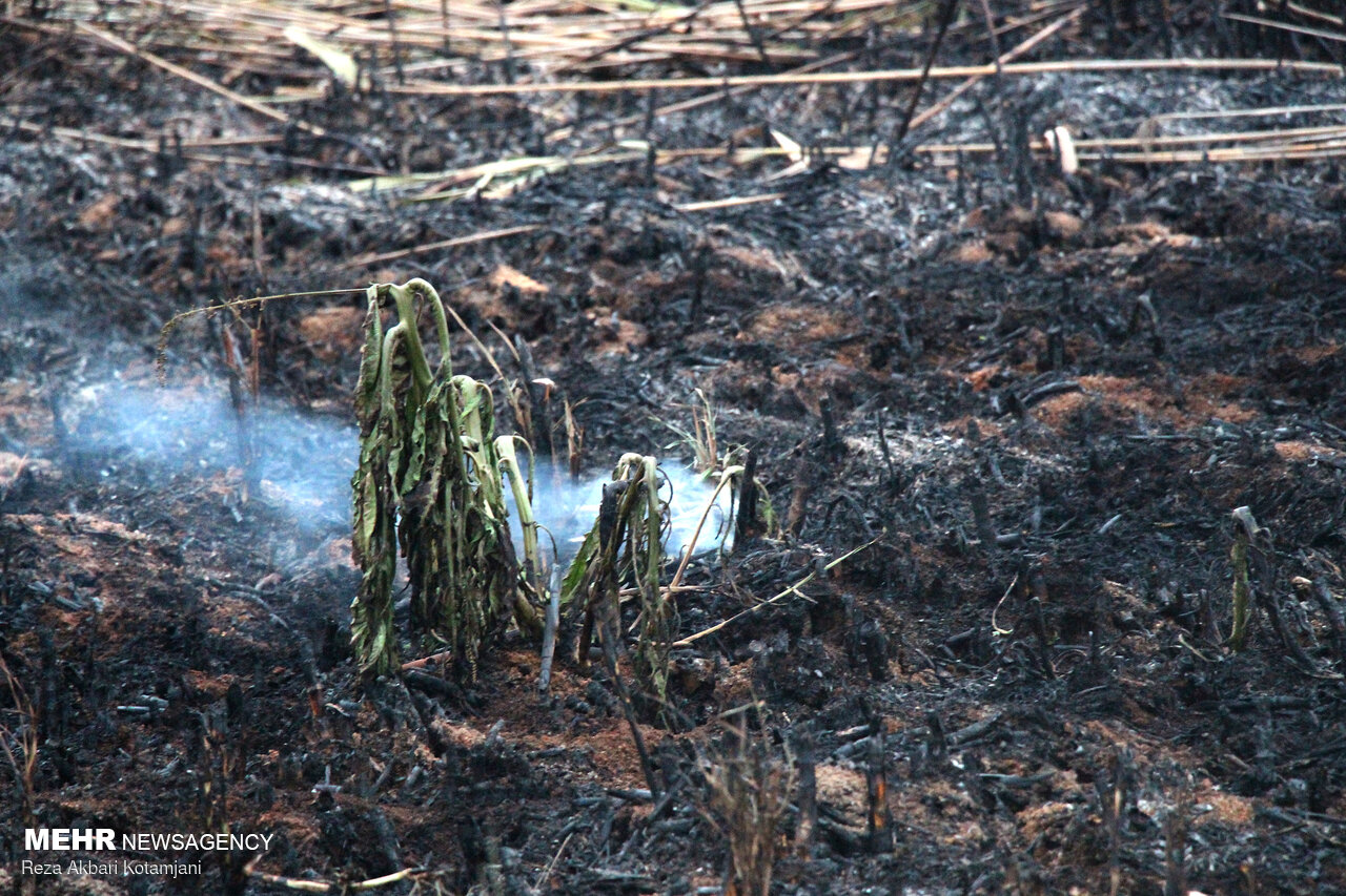 عدم دسترسی به مرکز آتش سوزی در نیزارها زمان مهار را طولانی کرد