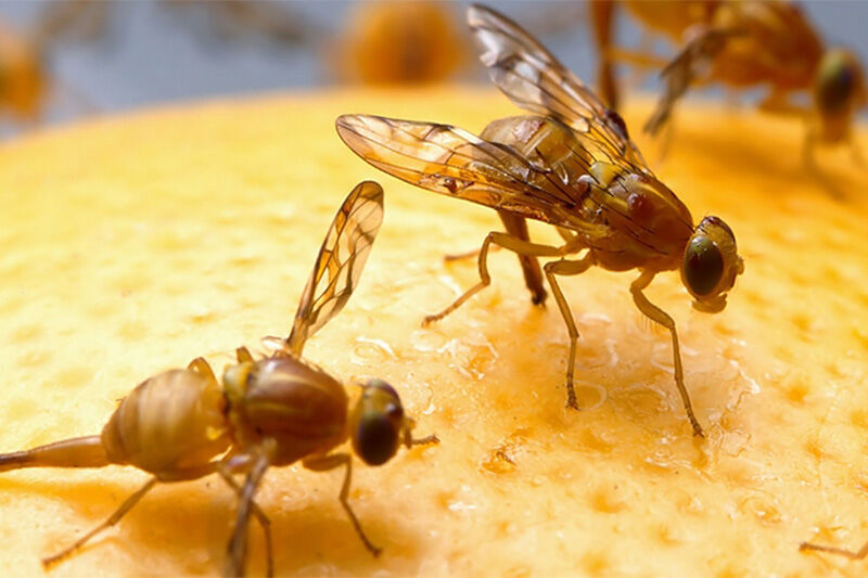 عقیم‌سازی هسته‌ای؛ روش جدید مبارزه با مگس میوه مدیترانه‌ای در مازندران