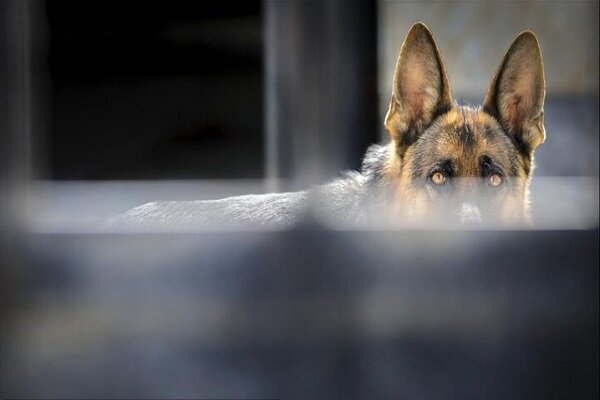 علت مرگ کودک تکابی مشخص شد؛ جزئیاتی از یک حادثه تلخ