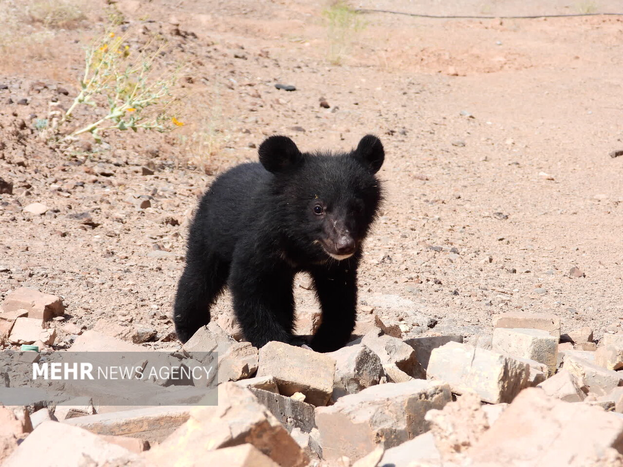 علل انتقال۳توله خرس سیاه بلوچی از مرکز بازپروری اصفهان به
باغ وحش