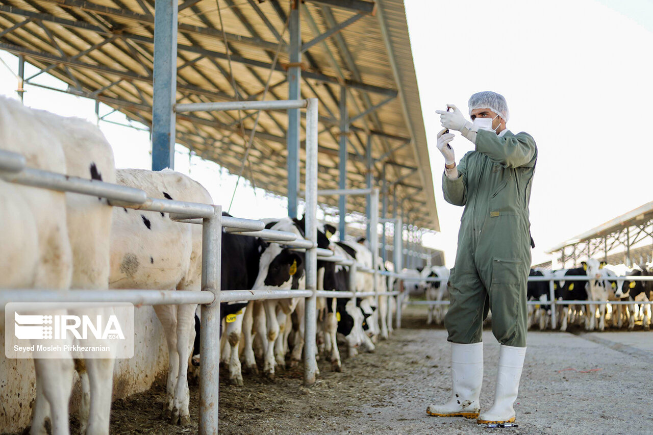 عملیات تست سل در گاوداری های شیری- سنندج