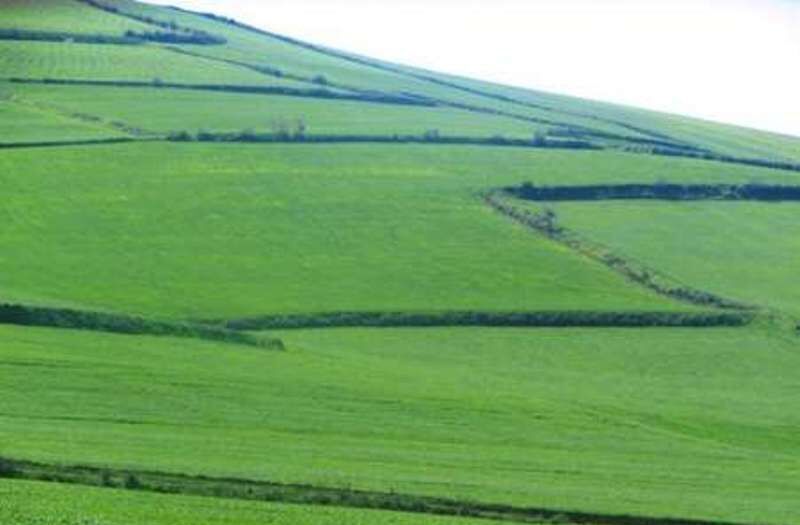 عوامل خسارت زای گیاهی در مزارع کردستان با پایش به موقع کنترل می شود