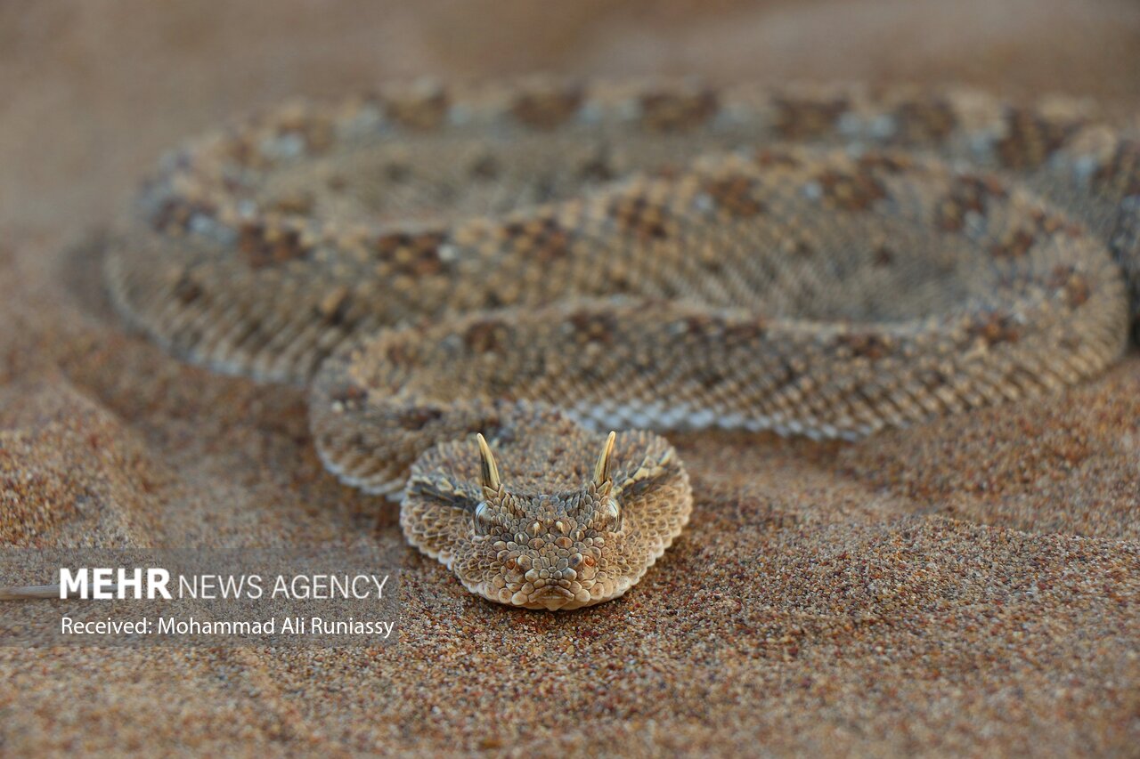 عکسبرداری از ۳ گونه کمیاب حیات وحش در شنزارهای حمیدیه