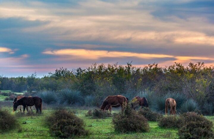 فعال محیط زیست خبر احداث پتروشیمی با دستور رییس جمهور در میانکاله را تکذیب کرد