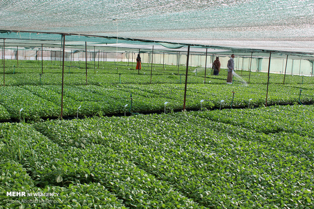 فعالیت شرکت های دانش بنیان در بخش کشاورزی کردستان گسترشیابد