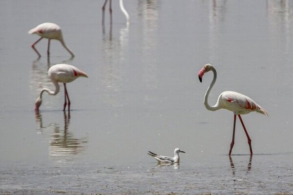 فلامینگوهای مهاجر مهمان تابستانی تالاب سولدوز نقده
شدند