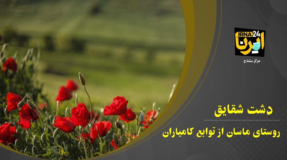 فیلم؛ دشت گلهای شقایق روستای ماسان کامیاران