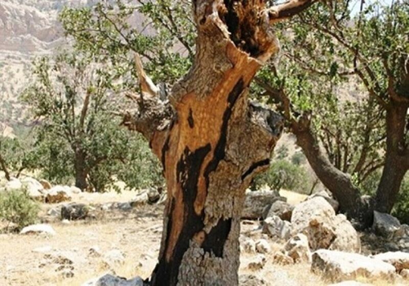 قارچ ذغالی در کمین درختان بلوط بلند مازو در جنگلهای شمال