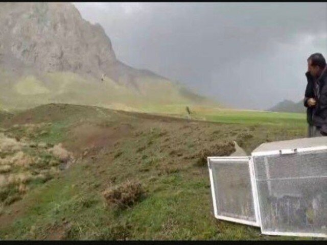 قاچاقچی حیات‌وحش در دهگلان با ۱۰ قطعه کبک زنده دستگیر شد