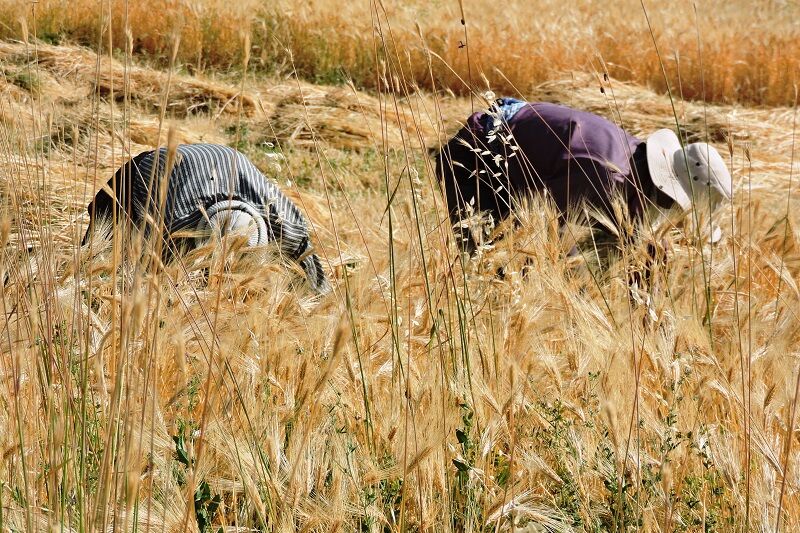 قرارداد طرح جهش تولید با بیش از ۳ هزار کشاورز کردستانی منعقد شد