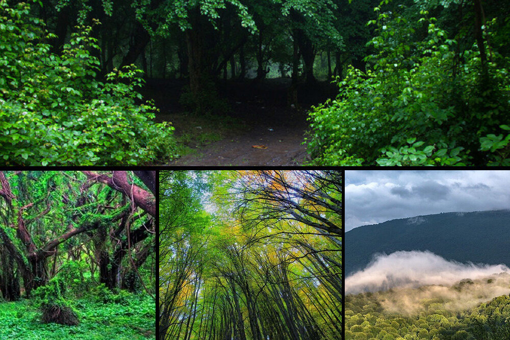 قصه جنگل، قاچاقچیان چوب و جنگلبانان/ امنیتی که وجود ندارد